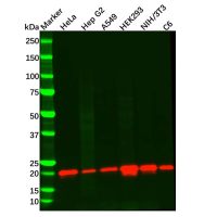 Recombinant Presenilin 2/AD5 Antibody，ExactAb™, Validated, 重组, 0.5 mg/mL，阿拉丁