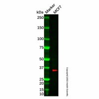 Recombinant gamma Sarcoglycan Antibody,重组, ExactAb™, 已验证, 见COA,阿拉丁