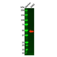 Recombinant FOXL2 Antibody,ExactAb™, Validated, 重组, 1.28 mg/mL,阿拉丁