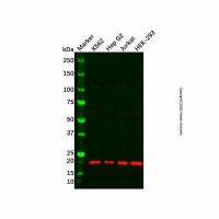 Recombinant RCL Antibody，重组, ExactAb™, 已验证, 见COA，阿拉丁