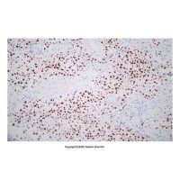 Recombinant Oct4 Antibody,ExactAb™, Validated, 重组, 0.3 mg/mL,阿拉丁
