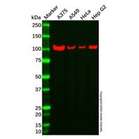 Hsp105/HSP110 Antibody，ExactAb™, Validated, Carrier Free, 1.0 mg/mL，阿拉丁