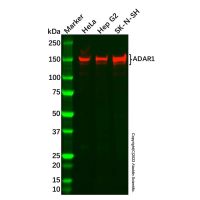 Recombinant ADAR1 Antibody,ExactAb™, Validated, 重组, 0.18 mg/mL,阿拉丁