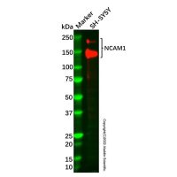 Recombinant NCAM1 Antibody，重组, ExactAb™, 已验证, 见COA，阿拉丁