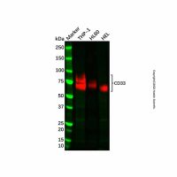 Recombinant CD33 Antibody，重组, ExactAb™, 已验证, 见COA，阿拉丁