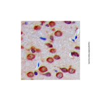 Carbonic Anhydrase 8/CA8 Antibody，ExactAb™, 无载体, 已验证, 1.0 mg/mL，阿拉丁
