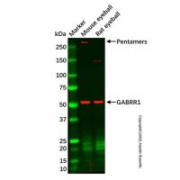 GABRR1 Antibody,ExactAb™, Validated, Carrier Free, 1.0 mg/mL,阿拉丁