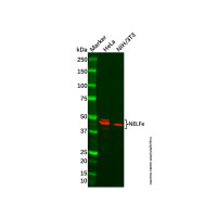 Recombinant NELFe Antibody,ExactAb™, Validated, 重组, 0.3 mg/mL,阿拉丁