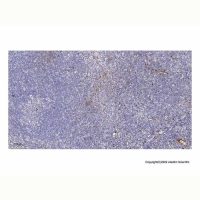 RPL10A Antibody，Validated, 1.0 mg/mL，阿拉丁