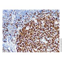 Oct-2 Mouse mAb，ExactAb™, Validated, Carrier Free, Azide Free, 1.0 mg/mL，阿拉丁