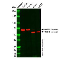GBP5 Mouse mAb,ExactAb™, 已验证, 见COA,阿拉丁