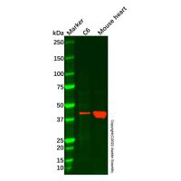 Creatine Kinase MM Mouse mAb，无载体, 重组, ExactAb™, 已验证, 高性能, 见COA，阿拉丁