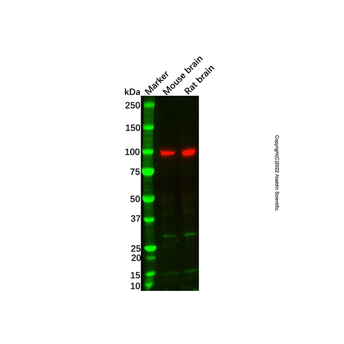 Recombinant VAV3 Antibody，重组, ExactAb™, 已验证, 见COA，阿拉丁