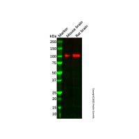 Recombinant Glutamate Receptor 1 Antibody,重组, ExactAb™, 已验证, 见COA,阿拉丁