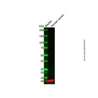 Recombinant Apolipoprotein CI/Apo-CI Antibody,ExactAb™, Validated, 重组, 0.8 mg/mL,阿拉丁