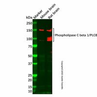 Phospholipase C beta 1/PLCB1 Mouse mAb，ExactAb™, 已验证, 无载体, 1.0 mg/mL，阿拉丁