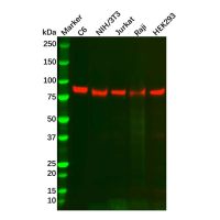 Recombinant TORC2 Antibody,ExactAb™, Validated, 重组, 0.7 mg/mL,阿拉丁