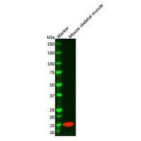 Recombinant Parvalbumin Antibody,ExactAb™, Validated, 重组, 0.5 mg/mL,阿拉丁