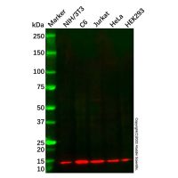 Recombinant FKBP12 Antibody,重组, ExactAb™, 已验证, 见COA,阿拉丁