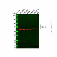 Recombinant TCF-4 Antibody,重组, ExactAb™, 已验证, 见COA,阿拉丁