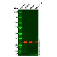 TIMP1 Antibody,ExactAb™, Validated, 2.6 mg/mL,阿拉丁