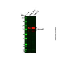 Elf4/MEF Antibody，ExactAb™, Validated, 1.0 mg/mL，阿拉丁