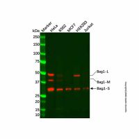 Recombinant Bag1 Antibody,ExactAb™, Validated, 重组, 1.0 mg/mL,阿拉丁