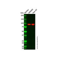 AKAP 95 Antibody，ExactAb™, 已验证, 无载体, 1.0 mg/mL，阿拉丁