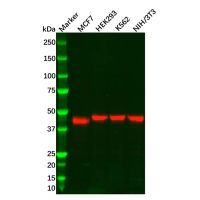 Recombinant NR2F2 Antibody，ExactAb™, Validated, 重组, 0.8 mg/mL，阿拉丁