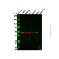 Recombinant DNAJA1 Antibody,重组, ExactAb™, 已验证, 见COA,阿拉丁