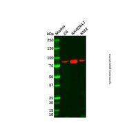 Recombinant SAE2/UBA2 Antibody，重组, ExactAb™, 已验证, 见COA，阿拉丁