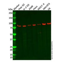Recombinant VPS35 Antibody,ExactAb™, Validated, 重组, 0.6 mg/mL,阿拉丁