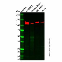 Recombinant Eph receptor B1/NET Antibody，重组, ExactAb™, 敲低验证, 已验证, 见COA，阿拉丁