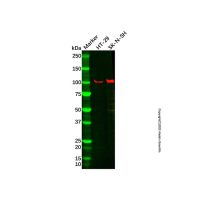 Recombinant VPS34 Antibody,ExactAb™, Validated, 重组, 0.6 mg/mL,阿拉丁
