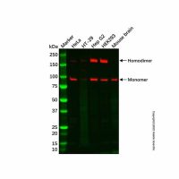 Recombinant ClC-2 Antibody,ExactAb™, 已验证, 重组, 0.9 mg/mL,阿拉丁