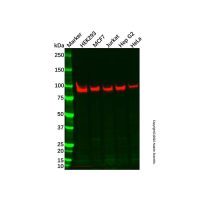 Recombinant Oct-1 Antibody,ExactAb™, 已验证, 重组, 见COA,阿拉丁