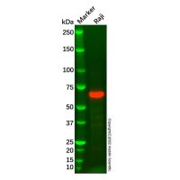 Recombinant Lamin B2 Antibody，ExactAb™, Validated, 重组, 0.2 mg/mL，阿拉丁