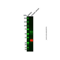 Recombinant Apo-D Antibody，重组, ExactAb™, 已验证, 见COA，阿拉丁