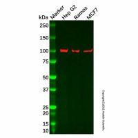Recombinant DNA Ligase IV/LIG4 Antibody，重组, ExactAb™, 敲低验证, 已验证, 见COA，阿拉丁