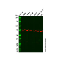 Recombinant TAGAP Antibody，Validated, Recombinant, 1.0 mg/mL，阿拉丁
