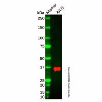 Recombinant Tartrate Resistant Acid Phosphatase Antibody,重组, ExactAb™, 已验证, 见COA,阿拉丁