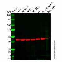 Recombinant Alpha Skeletal Muscle Actin Antibody，重组, ExactAb™, 已验证, 高性能, 见COA，阿拉丁