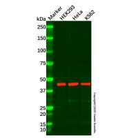 Recombinant CDC123 Antibody，ExactAb™, Validated, Recombinant, 0.3 mg/mL，阿拉丁