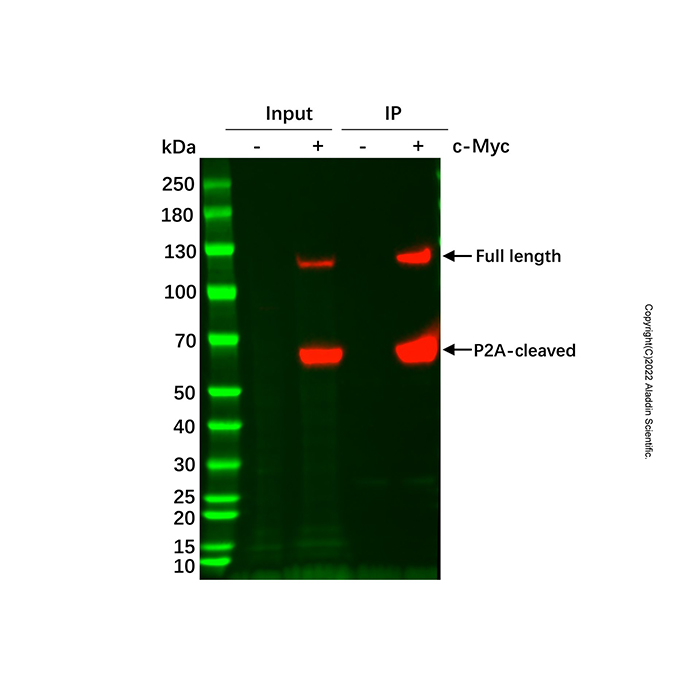 Anti-c-Myc 亲和层析介质，BioReagent, 50% v/v，阿拉丁产品图
