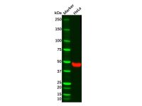 Recombinant Wnt5a Antibody，ExactAb™, Validated, 重组, 0.2 mg/mL，阿拉丁
