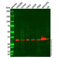 hnRNP D/AUF1 Antibody，ExactAb™, Validated, 1.0 mg/mL，阿拉丁