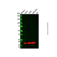 MYL7 Antibody，Validated, 1.0 mg/mL，阿拉丁