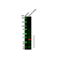 Mouse kidney tissue lysate - total protein,200μg,阿拉丁