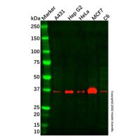 Recombinant MRPS31 Antibody，重组, ExactAb™, 已验证, 见COA，阿拉丁