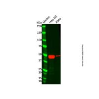 Recombinant AGTR2 Antibody,重组, ExactAb™, 已验证, 见COA,阿拉丁